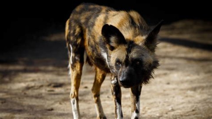 Are African wild dogs friendly to humans?