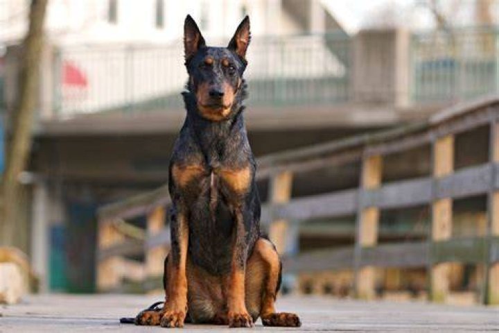Are Beauceron good family dogs?