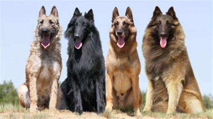 Are Belgian Shepherds good family dogs?