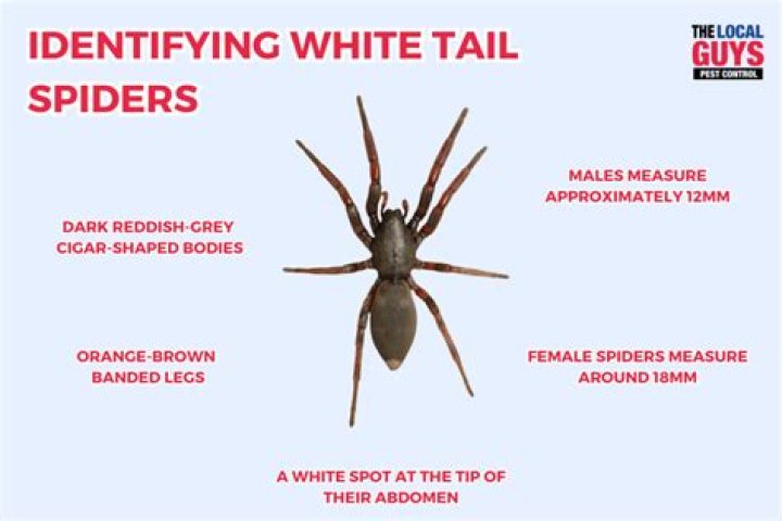 Are black and white spiders poisonous?