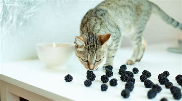 Are blackberries toxic to cats?