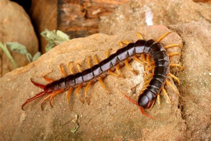 Are centipedes harmful?