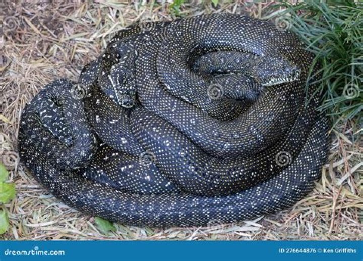 Are diamond pythons aggressive?