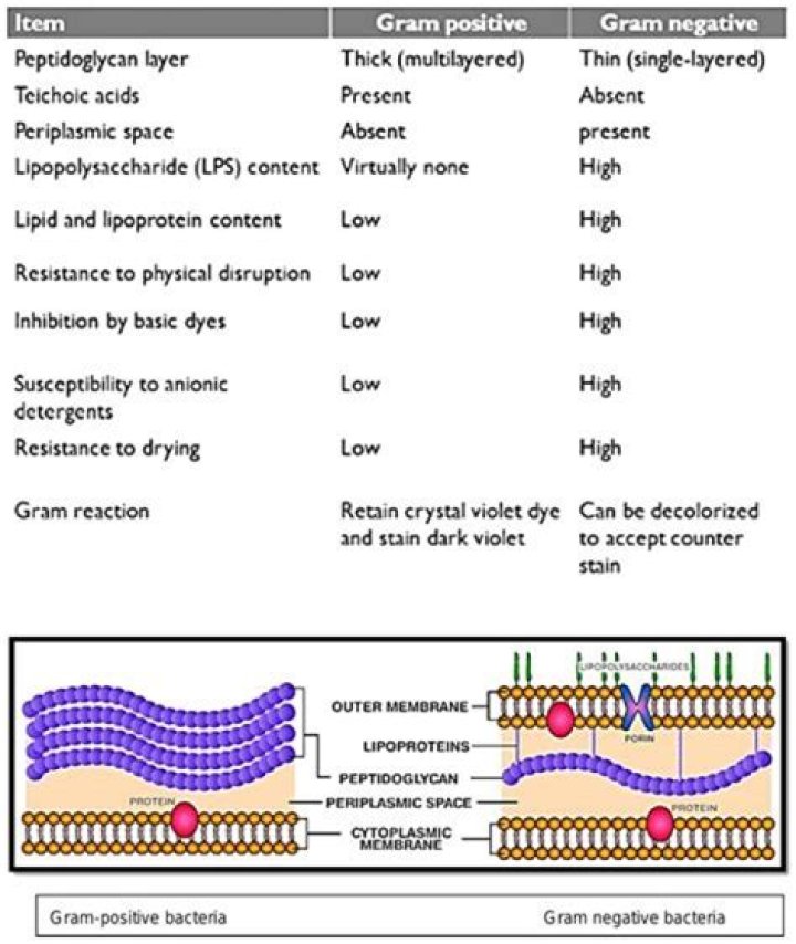 Are endotoxins gram-negative?