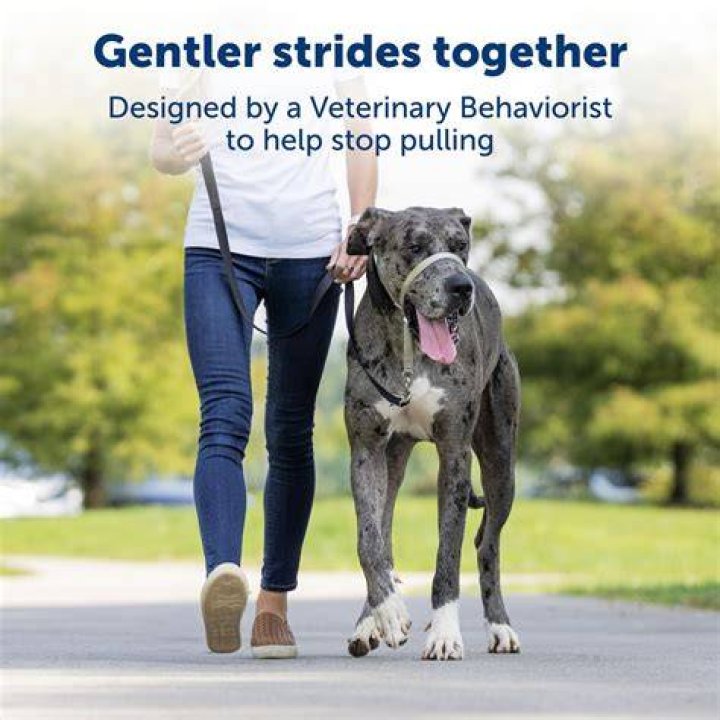 Are gentle leaders good for training dogs?