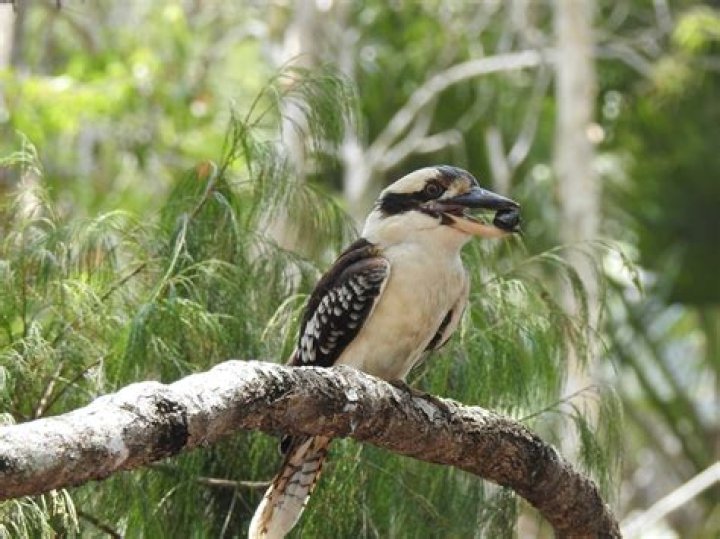 Are Kookaburra bats good?