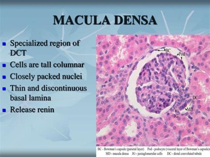 Are macula densa granular cells?