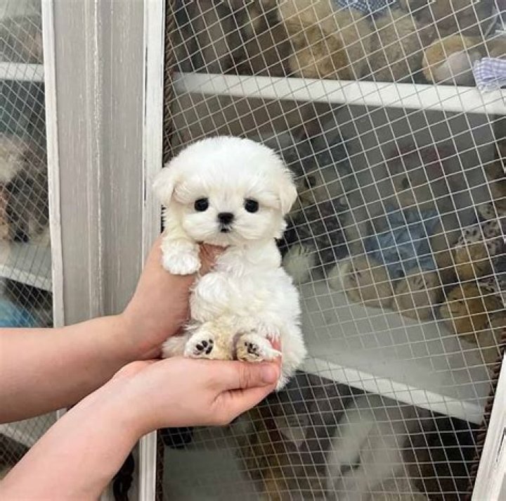 Are Maltese puppies clingy?