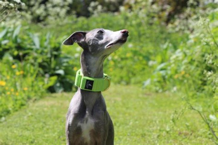 Are martingale collars safe for greyhounds?