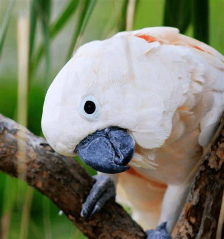 Are Moluccan cockatoos one person birds?