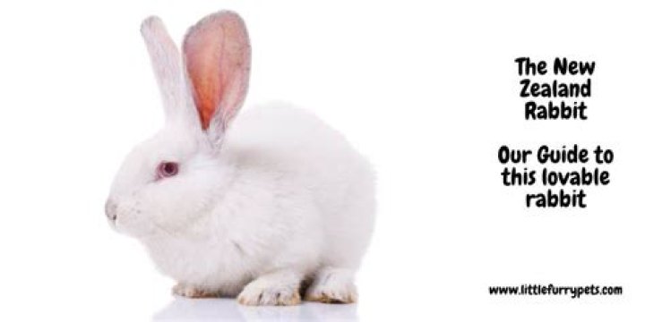 Are New Zealand white rabbits good pets?