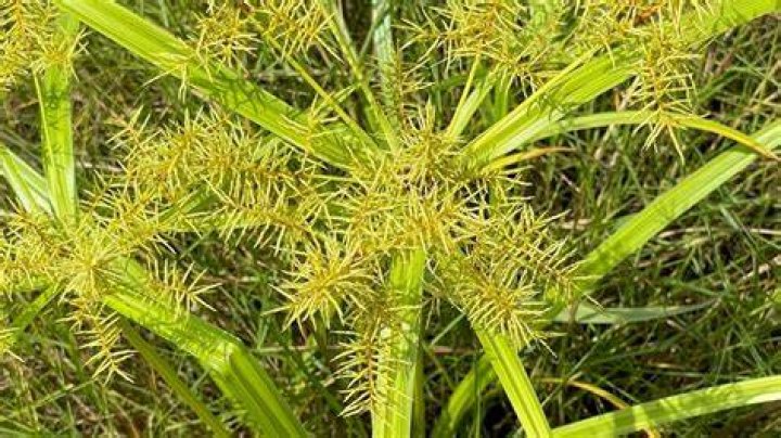 Are sedge grasses invasive?