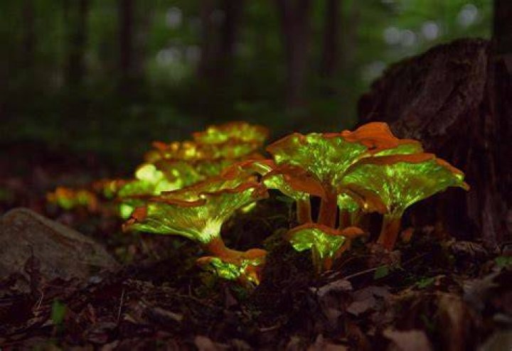 Are there real glowing mushrooms?