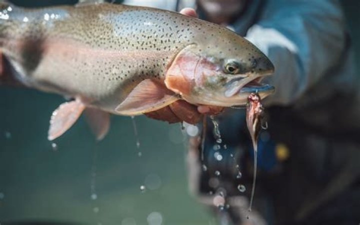 Are there steelhead in Russia?