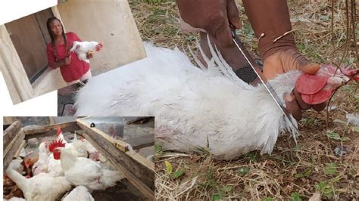 At what age should broilers be slaughtered?