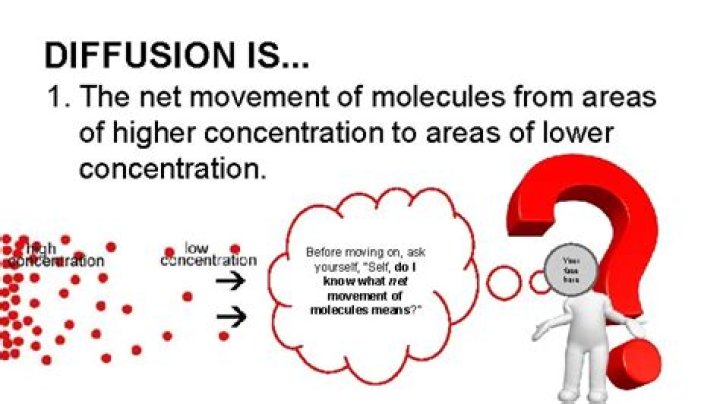 At what point of diffusion is there no longer a net movement of molecules?