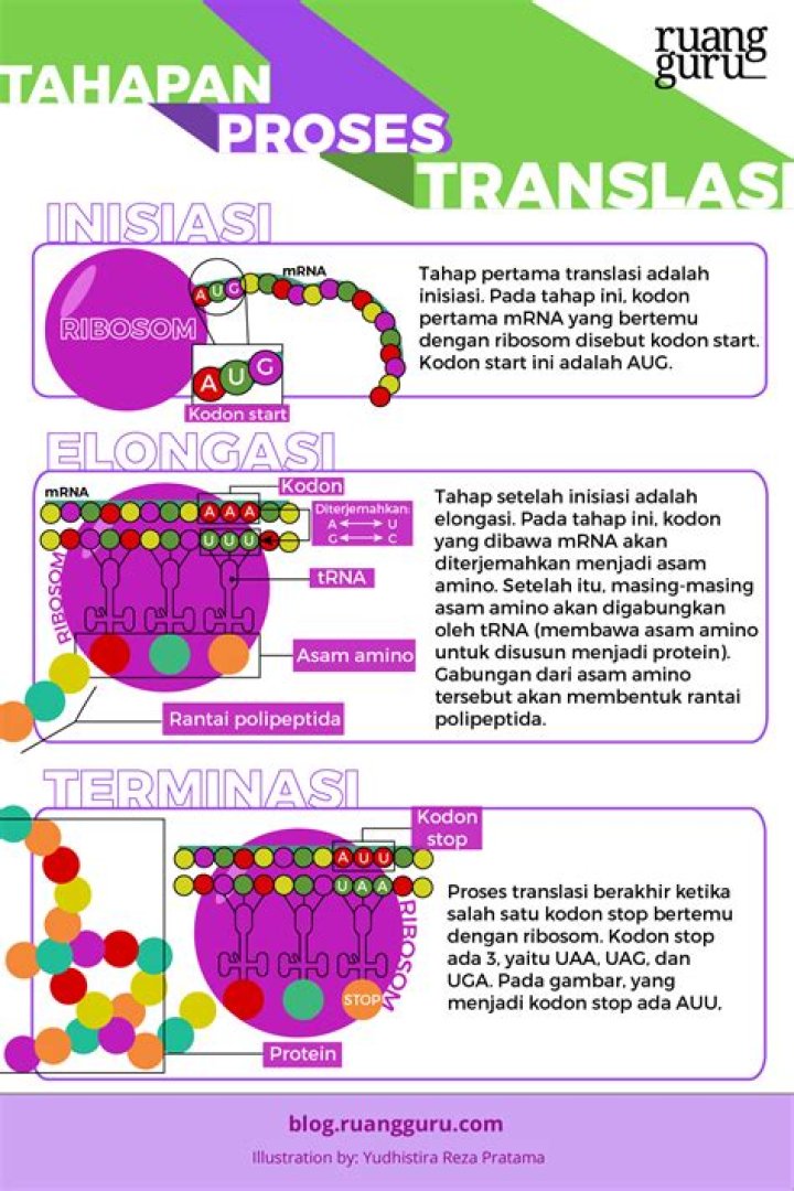 Bagaimana Cara sintesis protein?
