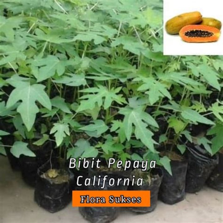 Bagaimana tanaman pepaya varietas California?