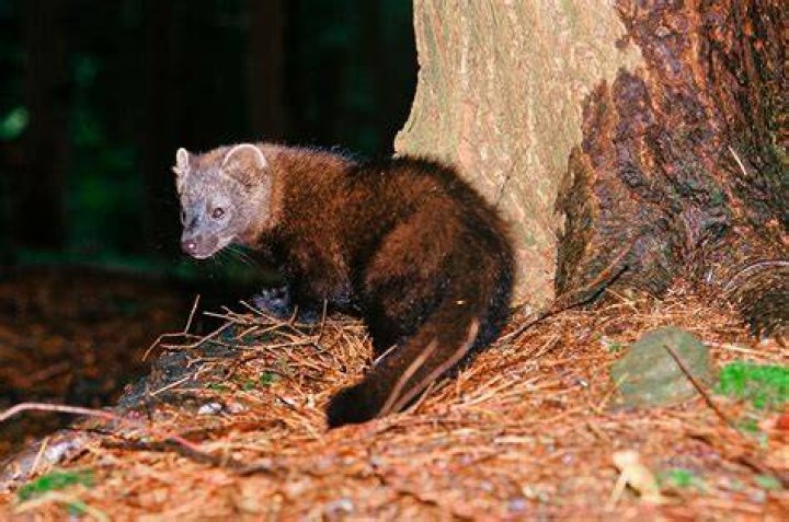 Can a fisher cat kill a dog?