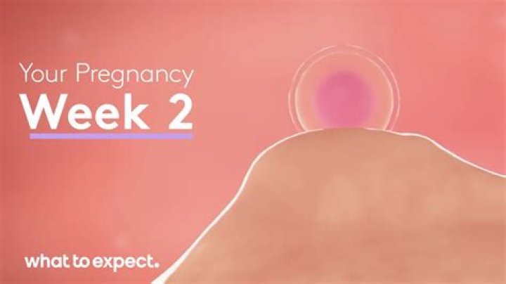 Can a scan show pregnancy at 2 weeks?