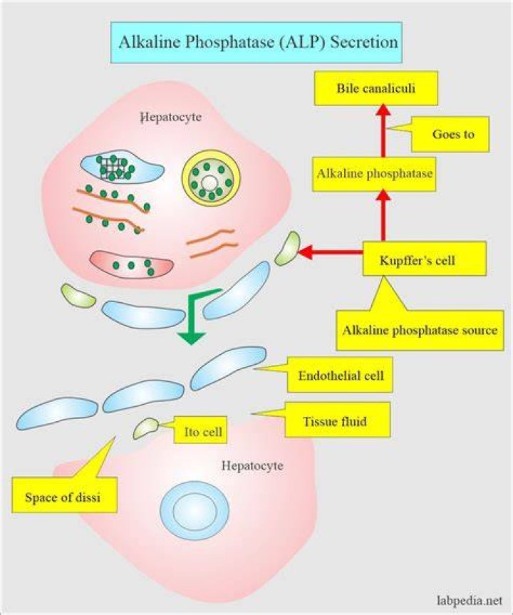 Can anemia cause high alkaline phosphatase?