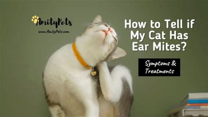 Can cats ear mites affect their eyes?