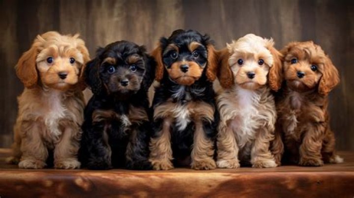 Can Cavapoos handle cold weather?