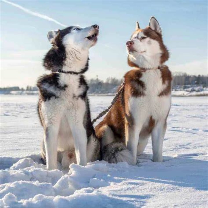 Can Huskies mate with Chihuahuas?