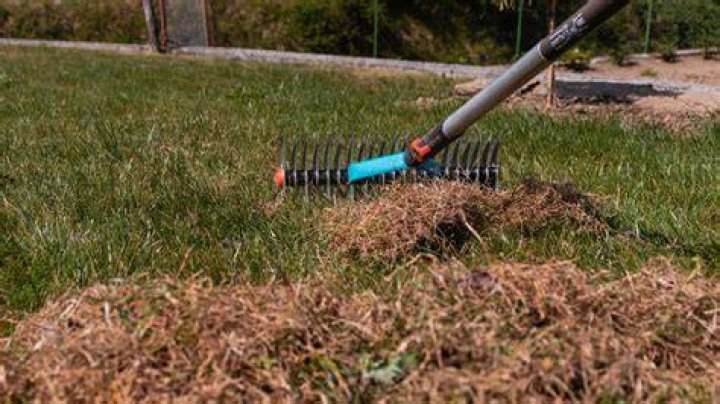 Can I use a regular rake to dethatch my lawn?