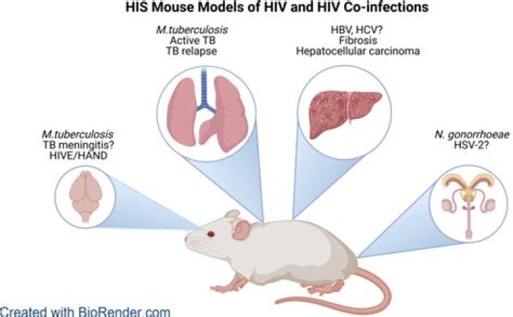 Can mice carry HIV?