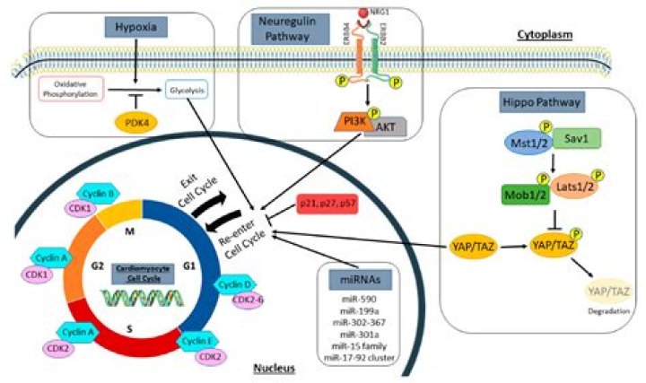 Can myocytes proliferate?