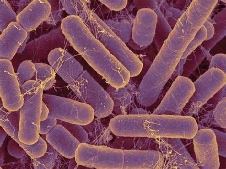 Can purple non Sulphur bacteria use sugars as a carbon source?