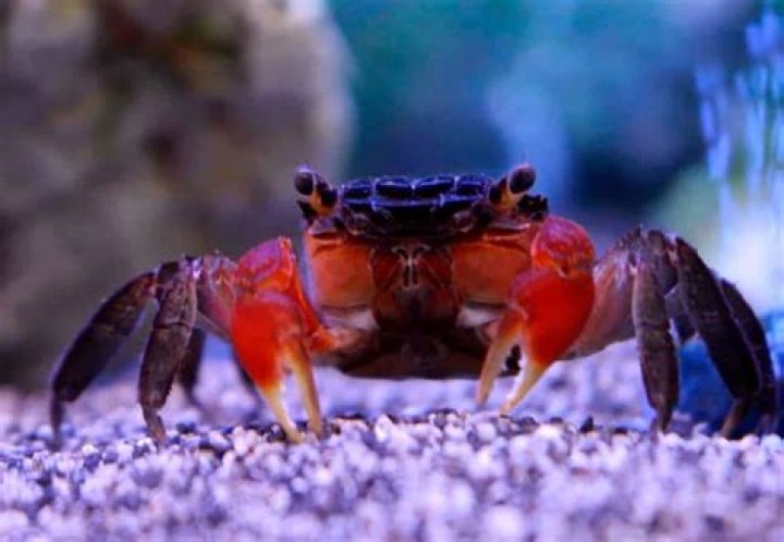 Can red claw crab live underwater?