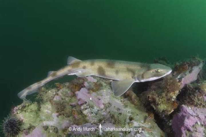 Can sharks bark?