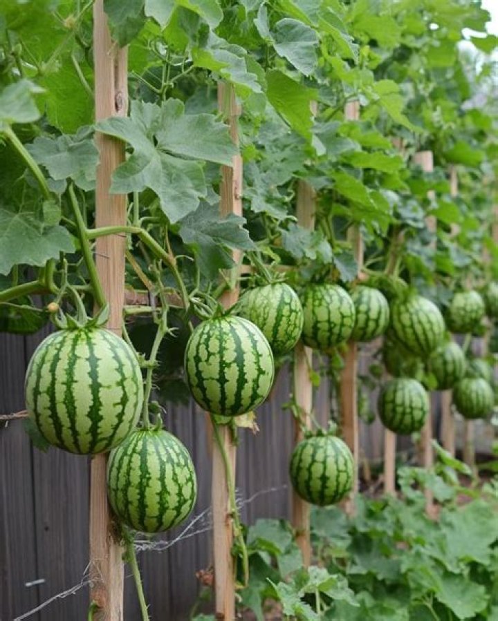 Can watermelon be grown on a trellis?