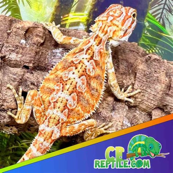 Can you buy a bearded dragon online?