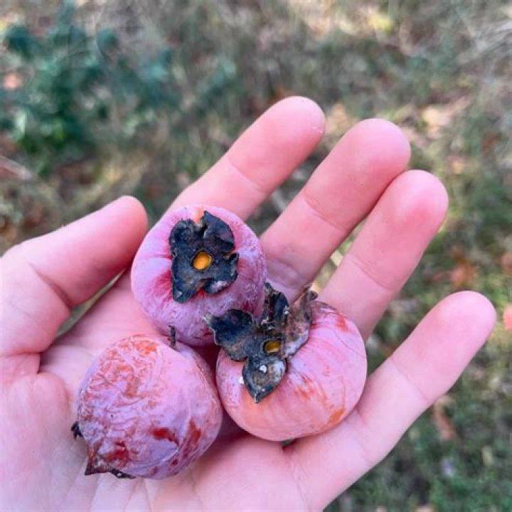 Can you eat American persimmon tree?