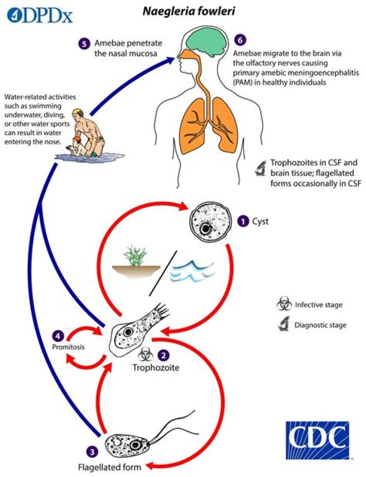 Can you get Naegleria fowleri in the UK?