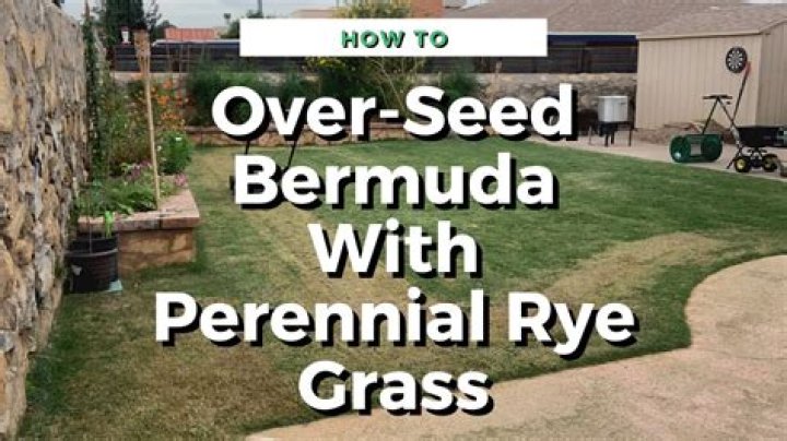 Can you overseed Bermuda with ryegrass?