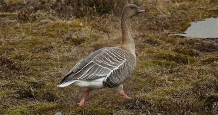 Can you shoot pink-footed geese UK?