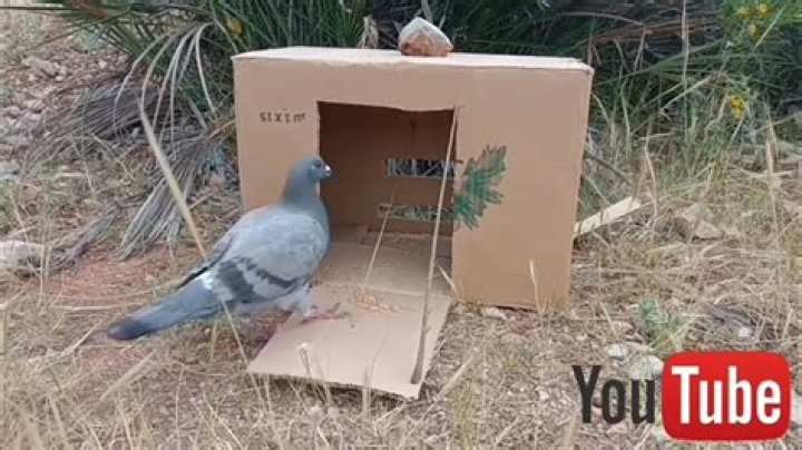Comment attraper les pigeons?