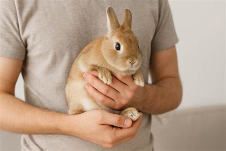 Comment se comporter un lapin nain?