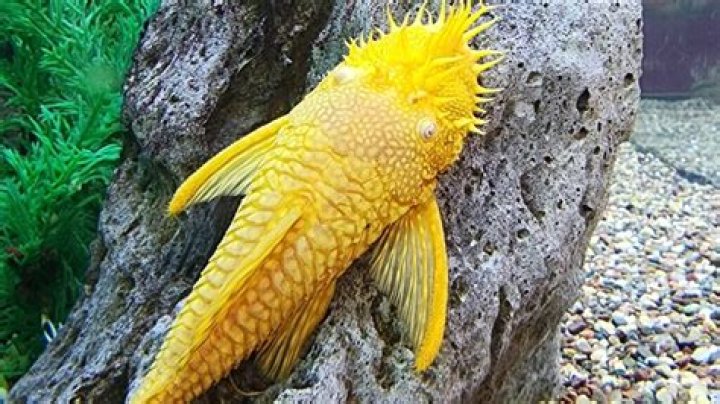 Do algae eaters keep tank clean?