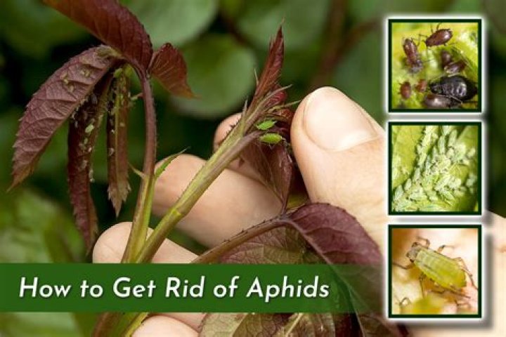 Do aphids affect yield?