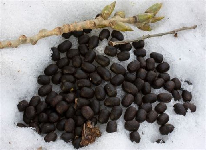 Do deer droppings make good fertilizer?