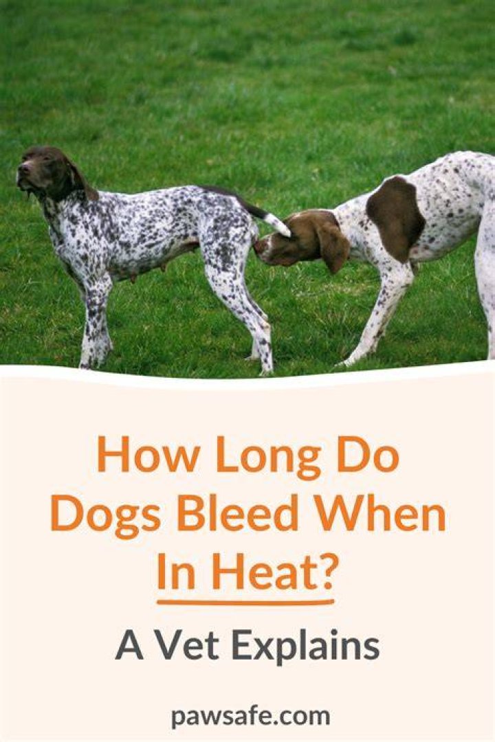 Do dogs behave differently when in heat?