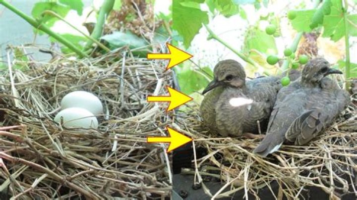 Do doves leave their eggs unattended?