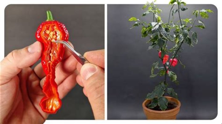 Do ghost pepper plants come back every year?