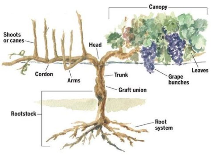 Do grape vines have deep root systems?