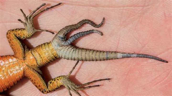 Do long-tailed lizards like to be held?